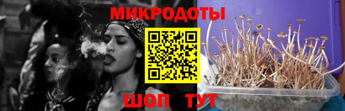 Галлюциногенные грибы Psilocybine cubensis Белорецк